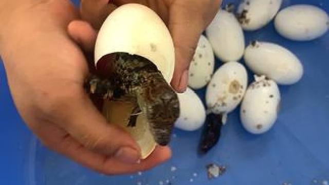 小鳄鱼出壳啦，可爱的小生命