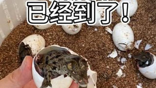 新皮带已经出来了，新鲜的！ #鳄鱼 #鳄珍