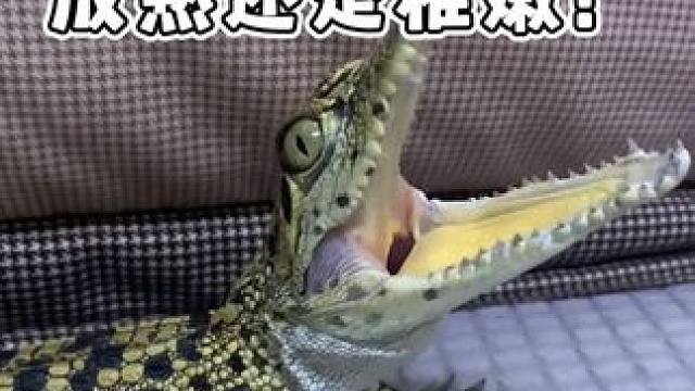 你更喜欢那个时期的鳄鱼！ #鳄鱼 #鳄珍 #鳄鱼皮带