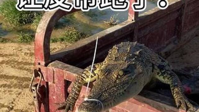 生龙活虎的还想越狱呢！ #鳄鱼 #鳄珍 #鳄鱼皮带