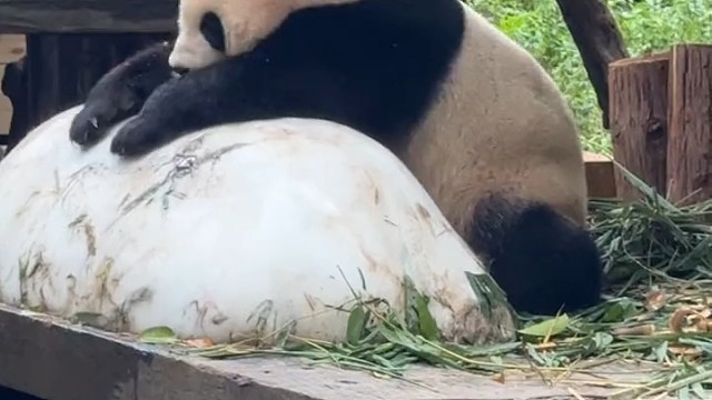 大熊猫国庆妹妹抱着冰块好惬意
