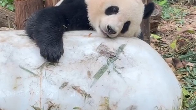 国庆妹妹抱着冰块好满足