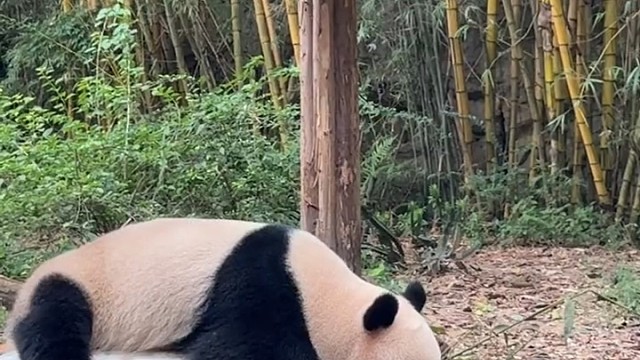 好可爱的国庆公主殿下