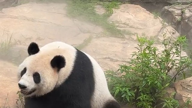 大太阳晒着婷婷对着游客笑，好敬业