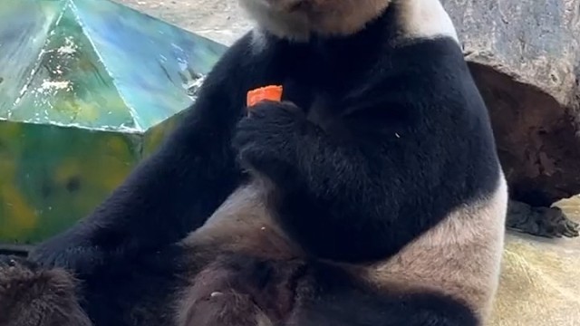 大熊猫三胞胎老三酷酷吃胡萝卜好开心