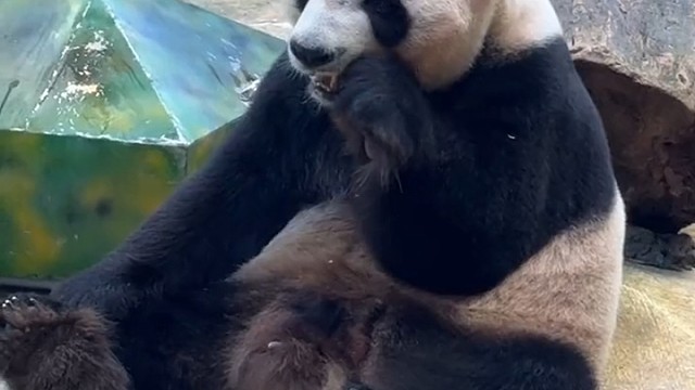 酷酷吃胡萝卜好可爱