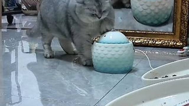 续上一集不肯吃猫条的，又进来喝水了 #记录猫咪日常 #监控下的一幕 #它真的好像个小宝宝