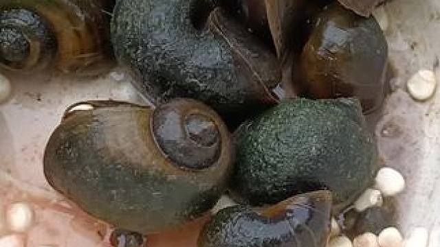 钓鱼佬永不空军！！！回家喂鸭子！#钓鱼 #鱼获 #dota #omg