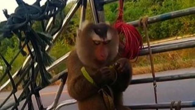 打工猴准备收工回家 #国外视频分享 #猴子成精 #打工猴摘椰子