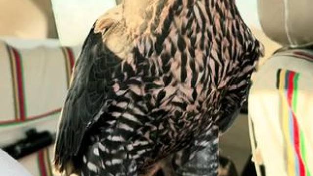 阿拉伯土豪的宠物游隼 #国外视频分享 #奇妙的动物 #宠物