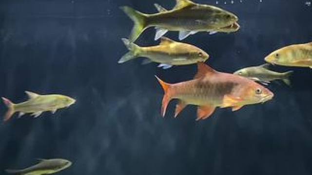 来个动态的#蓝吉罗 #水族 #养鱼日记 #观赏鱼 #原生鱼