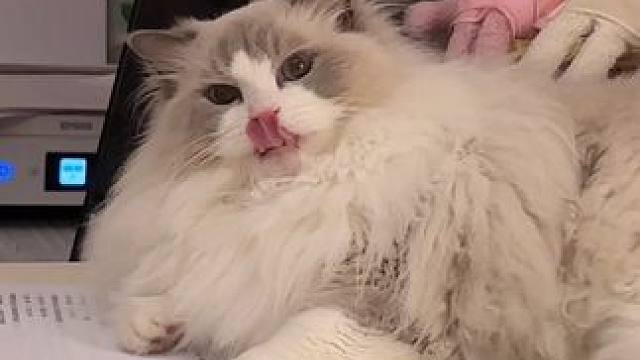 助我登基猫王听我复仇计划 #我眼中小猫的样子 #情绪好稳定的小猫 #这是我的小猪猫