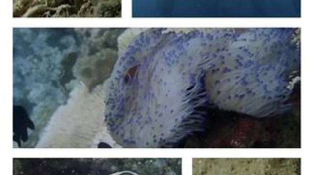 #潜水女孩 #涛岛潜水考证 #CrystalDive 能见度1米+大流，
我居然找到了沉船、找到了紫