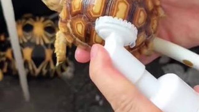 艾特出最像它的人#佛系养龟 #万物皆有灵性 #奇妙的动物