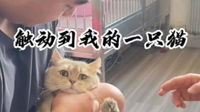 虽然这只猫没有前脚 但是它有一个爱它的主人！#壮实说猫 #渐层