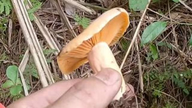 捡菌子第四十三天，今天搞地毯式的搜索，可想捡菌子的人多。#捡蘑菇 #山货 #菌子的季节 #户外打野 