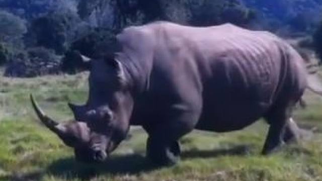 粗壮的白犀牛#野生动物零距离 #弱肉强食的动物世界 #动物战力大比拼