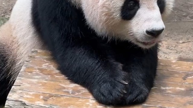 国庆卖萌后去拉青团子