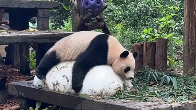 悠哉悠哉的国庆大熊猫