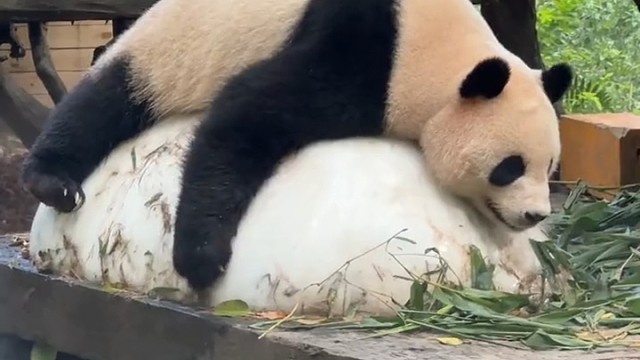 国庆妹妹惬意的生活