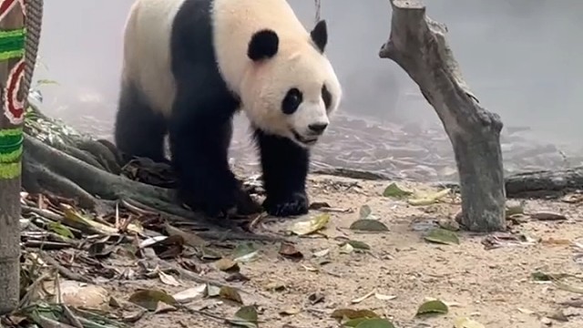 国庆妹妹走路微笑好看