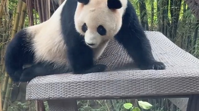 谁是你的心上熊