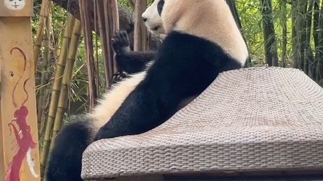 4岁多的国庆公主