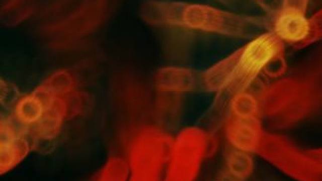 “受梅瑟莫之火吞噬吧！” “.....吾母玛莉卡啊，受诅咒吧！” #艾尔登法环 #艾尔登法环dlc