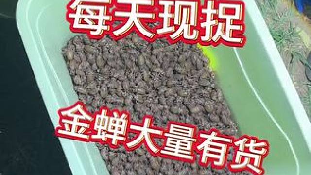 半个小时这么多#知了猴 #金蝉