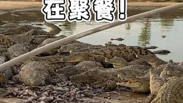 一定要好好吃饭！ #鳄鱼 #鳄珍 #鳄鱼皮带