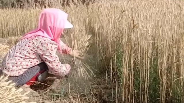 白米细面从何来，跪天扑地苦中求。