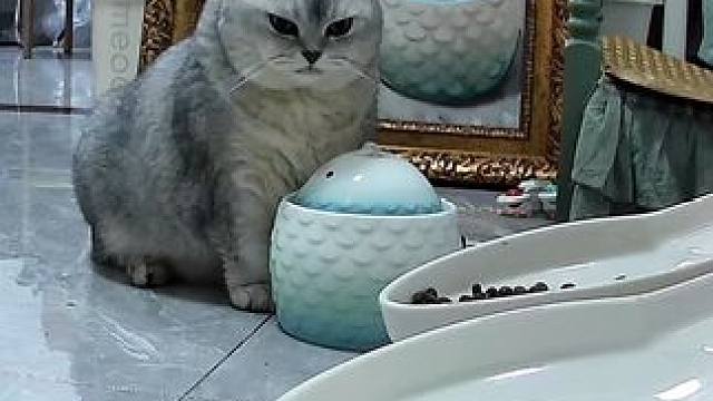 今晚喝水跟画上神似啊 #记录猫咪日常 #监控下的一幕 #它真的好像个小宝宝
