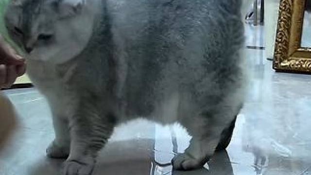 三文鱼味的猫条不爱吃，来看看牛肉味的 #记录猫咪日常 #监控下的一幕 #它真的好像个小宝宝