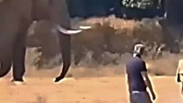 大象：可恶！明明这俩个人类全身都是破绽，但感觉刚才要是出手绝对会被干掉#恐怖直立猿