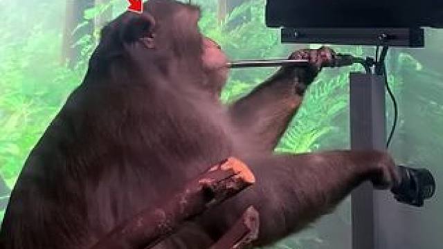 脑机接口是什么？有了它猴子也能用意念打游戏，这是怎么做到的？ #知识 #科普一下 #脑机接口 #人工