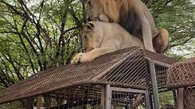 #国外视频分享 #野生动物零距离 #狮子