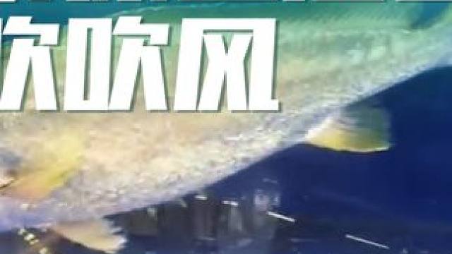 #海鲜水产 鲜活大黄鱼，有喜欢的董事长可私信预留