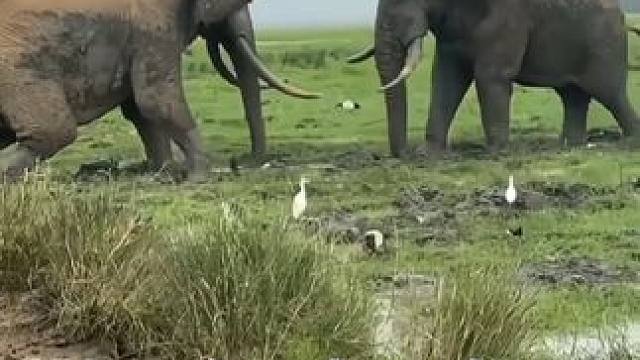 大象打架 力量惊人 树都撞倒了#野生动物零距离 #大象的力气到底有多大 #弱肉强食的动物世界 #动物