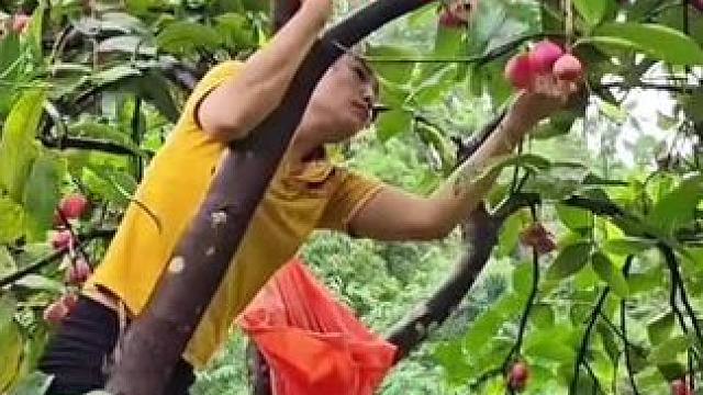 阿萍最新进展，她摘了许多果子拿去卖 #国外生活 #单亲妈妈