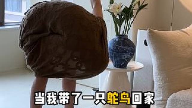 当我带了一只鸵鸟回家，我的猫是什么反应····