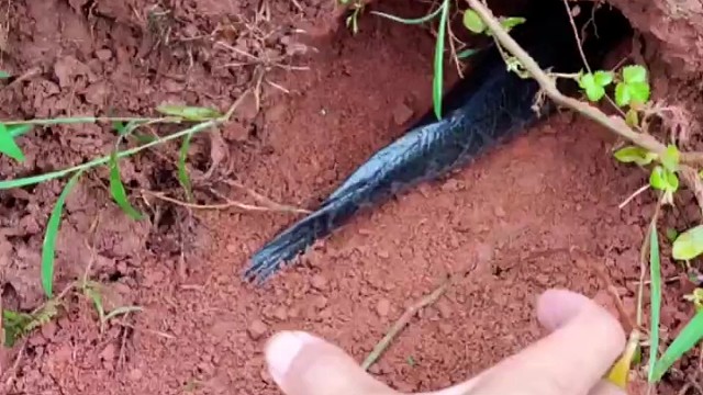 菜地里洞里发现大货