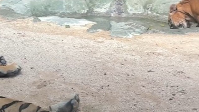 有的老虎好调皮