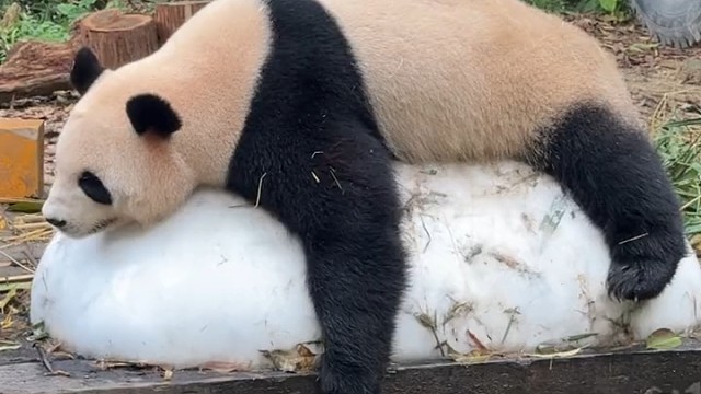 大熊猫国庆睡觉舒服啊