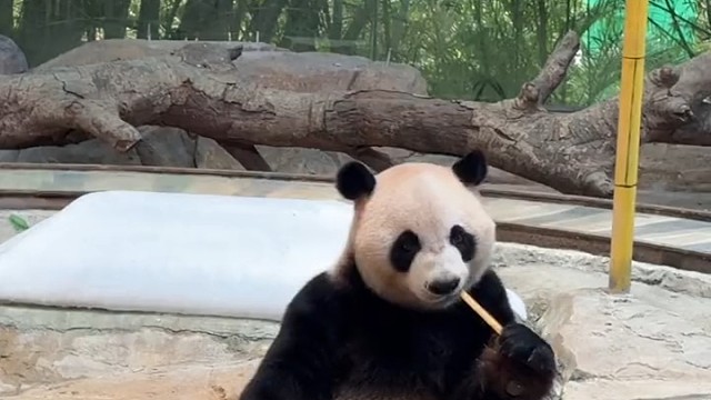 大熊猫三胞胎老三酷酷吃竹子好香