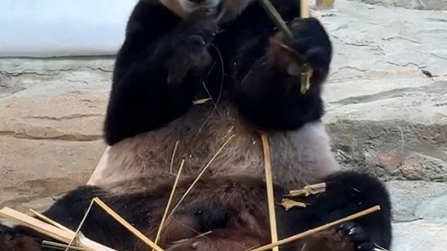 大熊猫吃竹子可爱