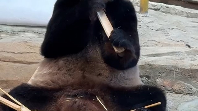 可爱国宝大熊猫三胞胎老三酷酷