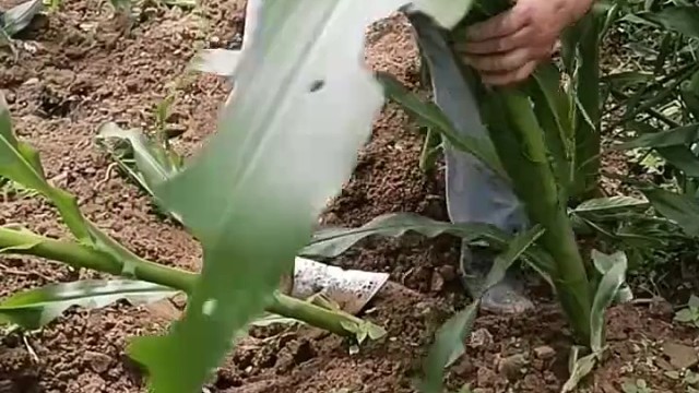 不能扶，自己能起来