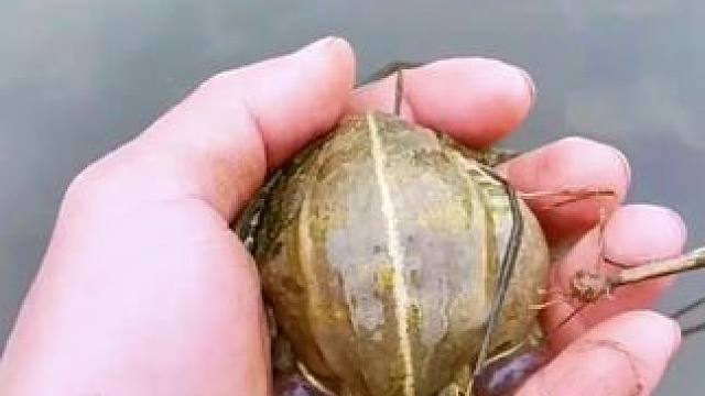 青蛙老师的蛙泳腿 #游泳 #放生 #蛙泳 怎么感觉青蛙老师的蛙泳腿还没有癞蛤蟆蹬的好，感觉怪怪的