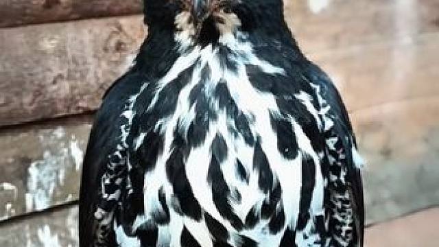 凤头鹰雕 #国外视频分享 #奇妙的动物 #宠物