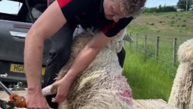 #国外视频分享 #羊了个羊 #剪羊毛